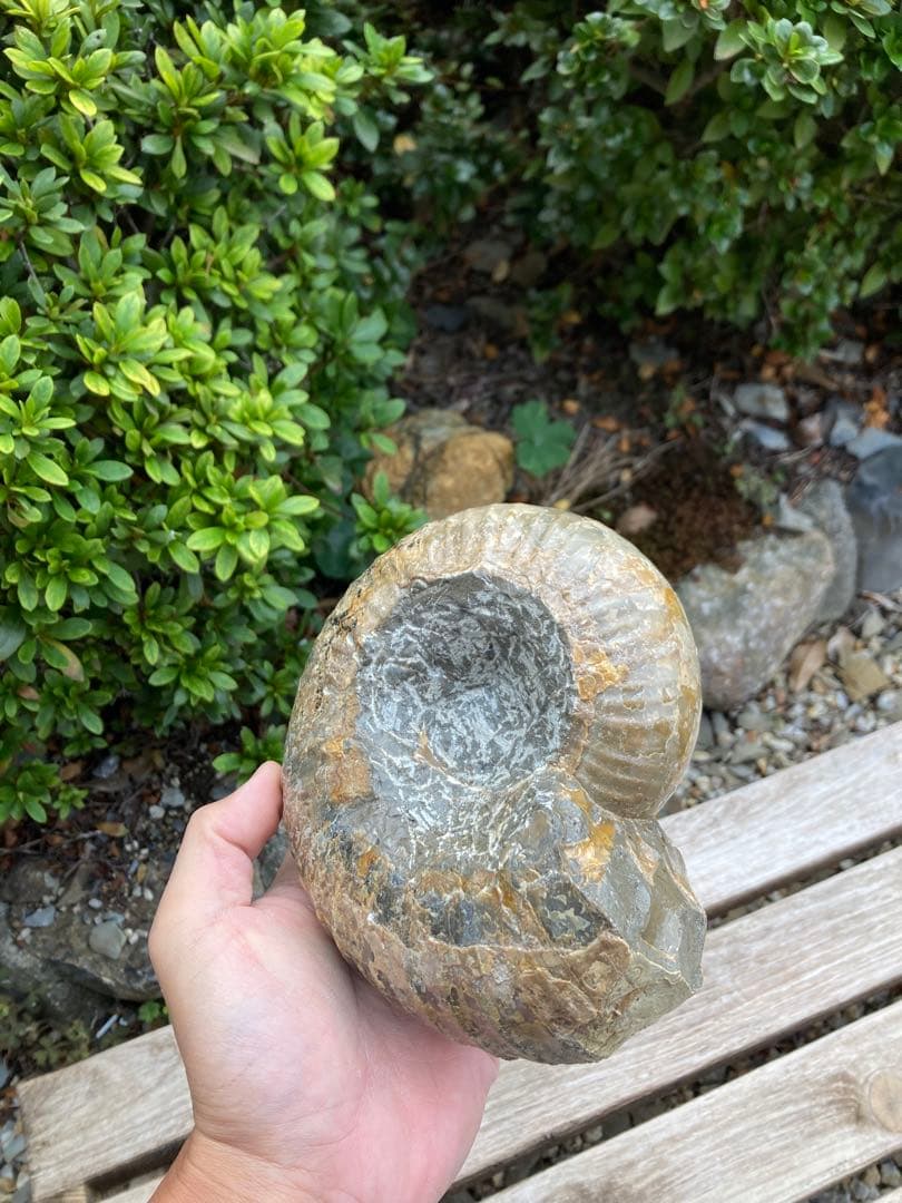 2kg まん丸なユーパキディスカスハラダイ　化石　アンモナイト　羽幌