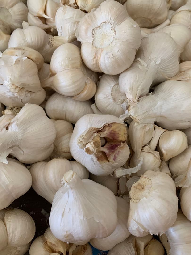 青森にんにく5キロ　Mサイズ　ホワイト六片種にんにく　　訳あり品　業務用　加工用