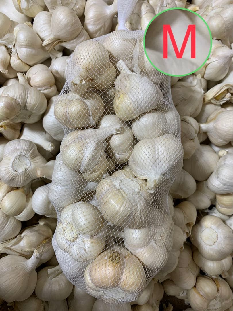 青森にんにく5キロ　Mサイズ　ホワイト六片種にんにく　　訳あり品　業務用　加工用