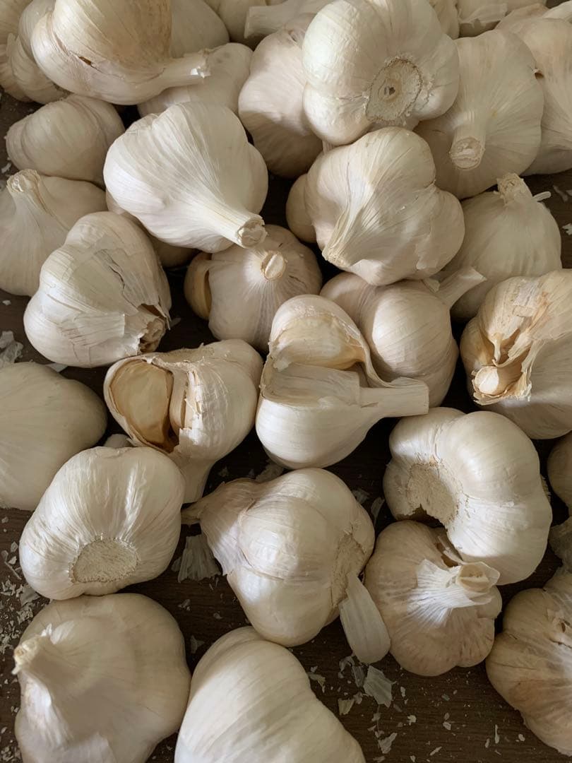 青森にんにく5キロ　Mサイズ　ホワイト六片種にんにく　　訳あり品　業務用　加工用