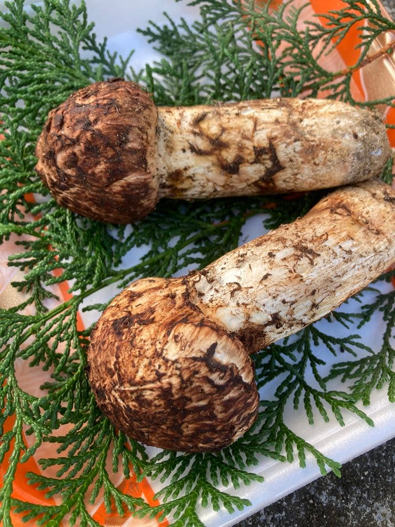 長野県産　松茸