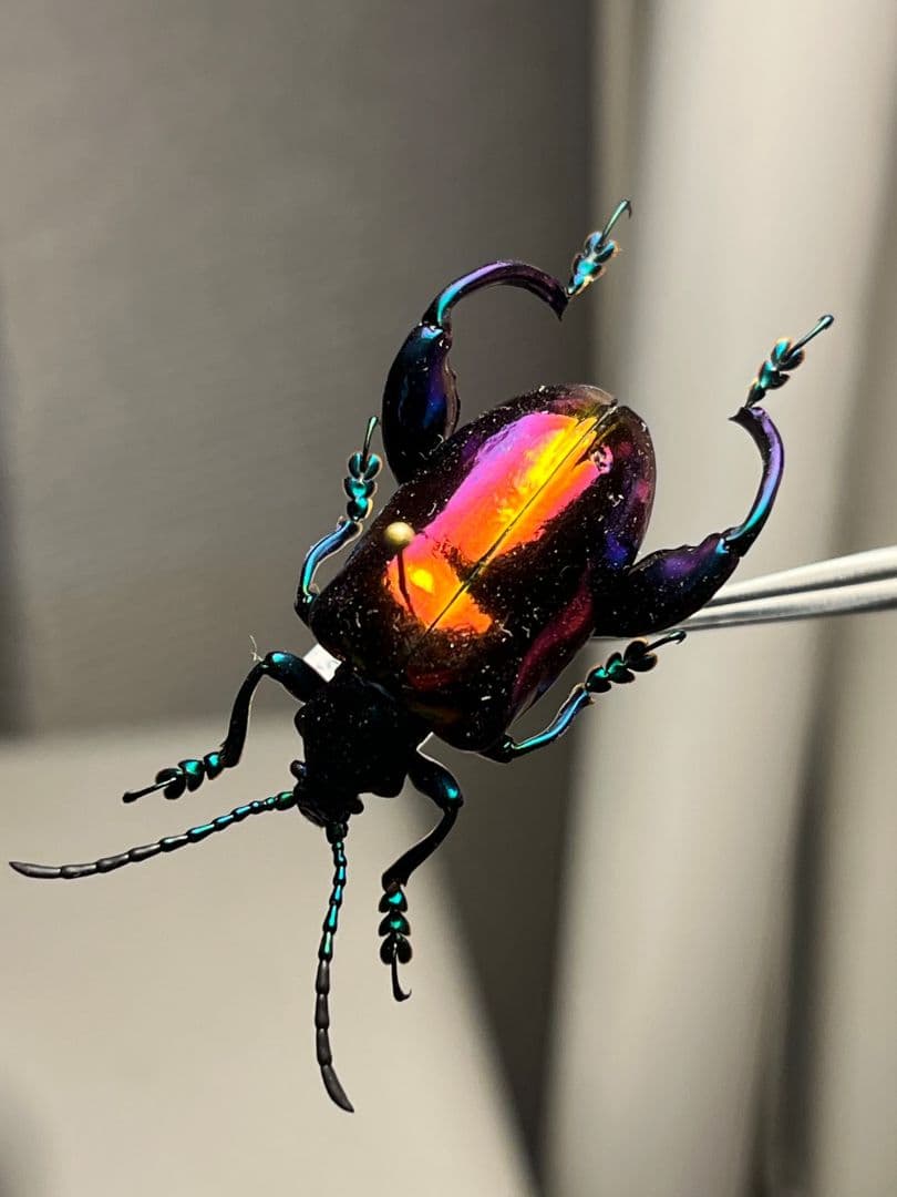 【腿太葉虫最大種】モモブトハムシ 標本　プラチナコガネ タマムシ