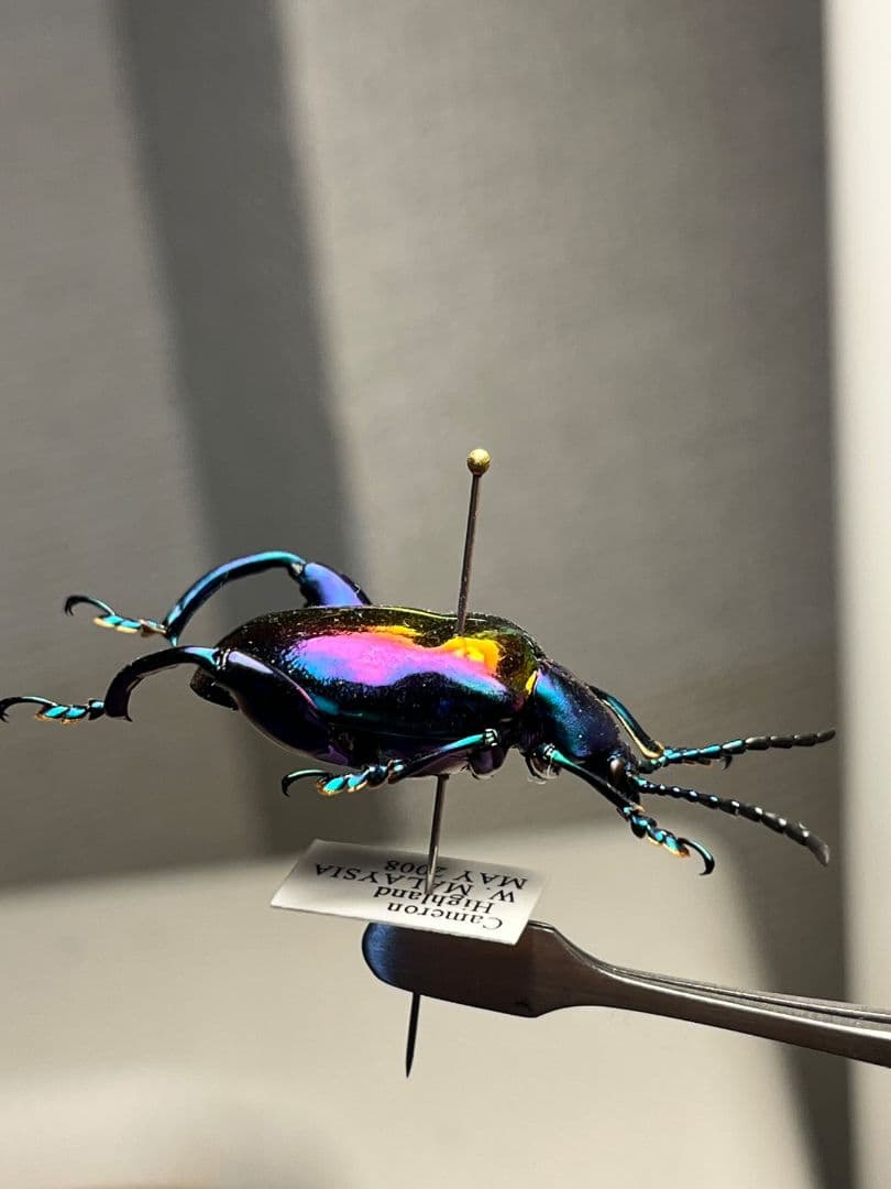 【腿太葉虫最大種】モモブトハムシ 標本　プラチナコガネ タマムシ