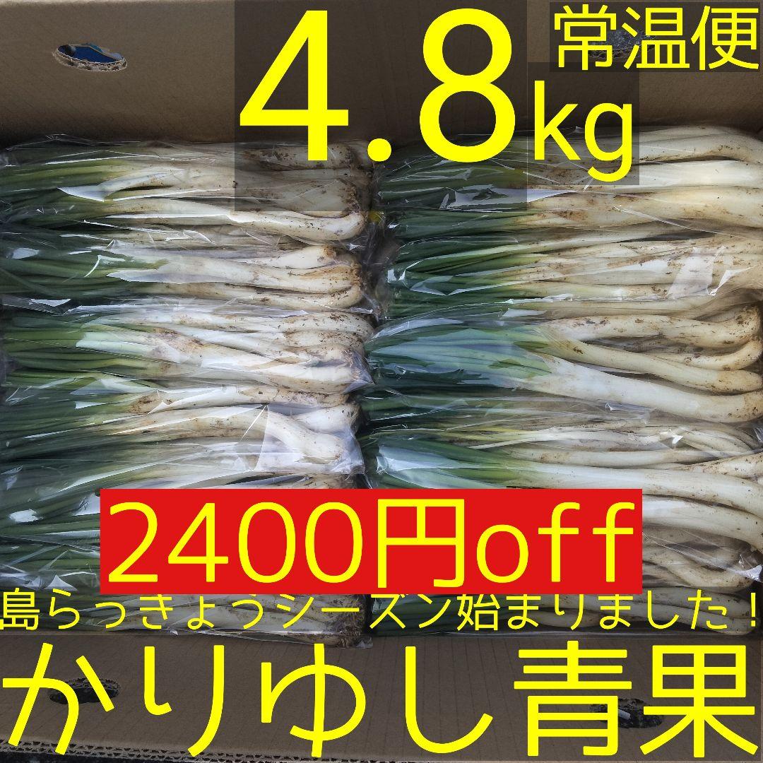 【2400円off】〈新物〉沖縄県産 島らっきょう 約4.8kg【常温便】①