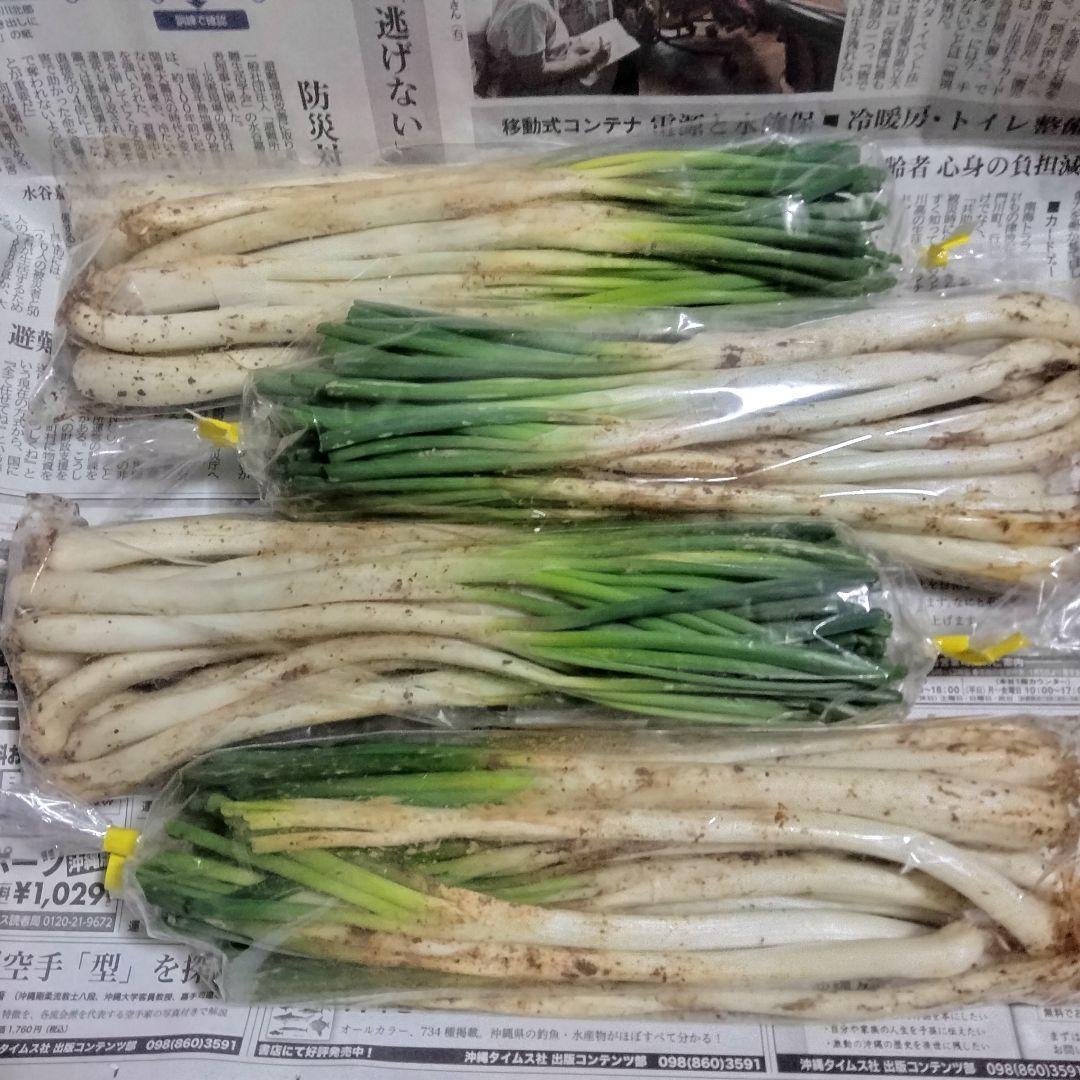 【2400円off】〈新物〉沖縄県産 島らっきょう 約4.8kg【常温便】①