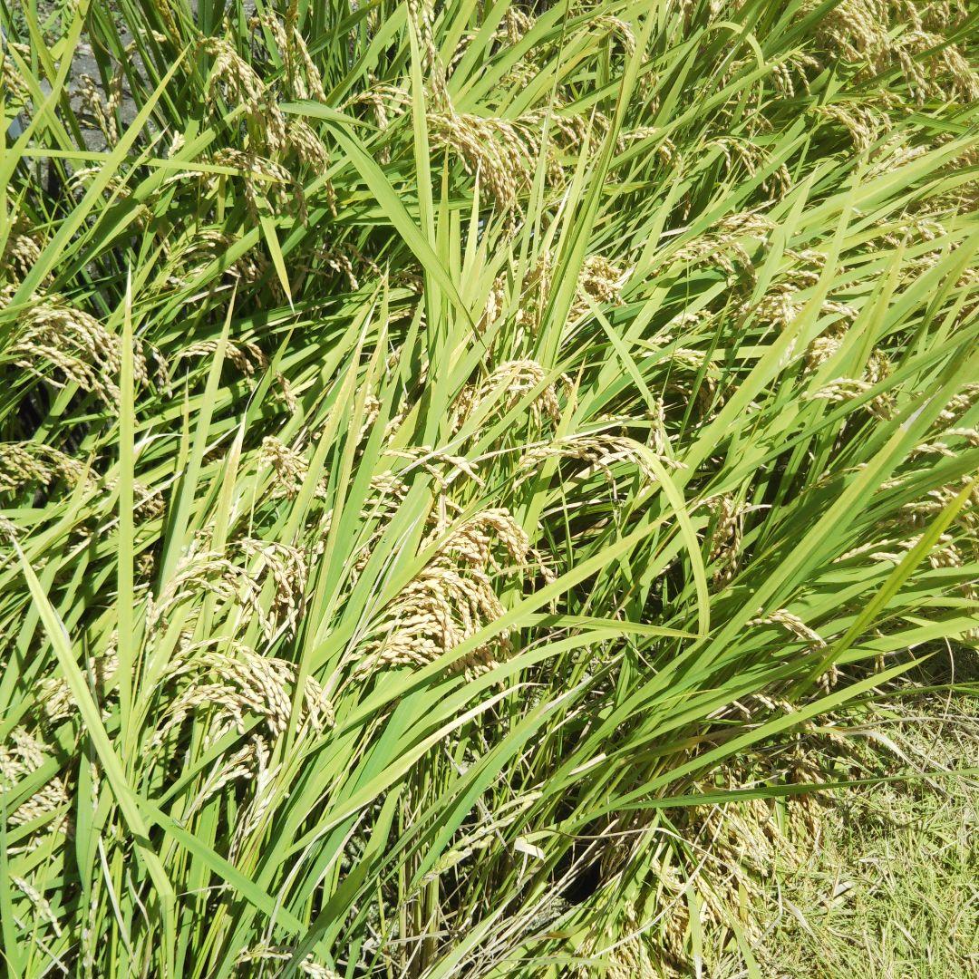 農家直送 令和6年産あきさかり10キロ