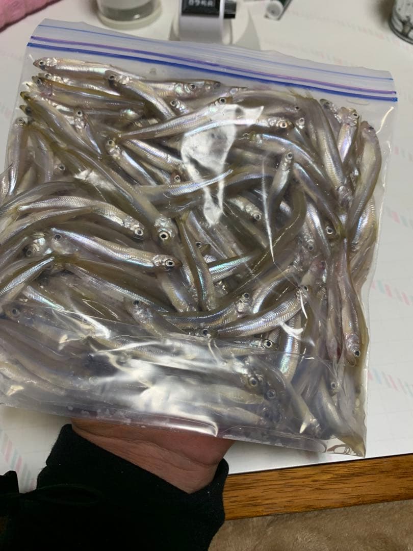 氷上オススメ　氷上ワカサギ釣り　ステンレス穂先　２本　　235ミリ