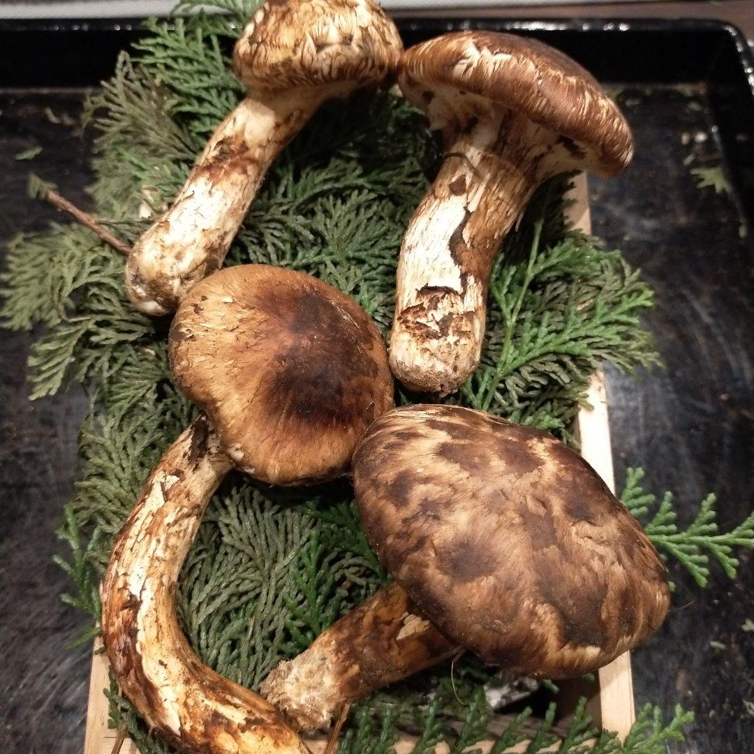 ④信州産 松茸　長野県　クール便　200g