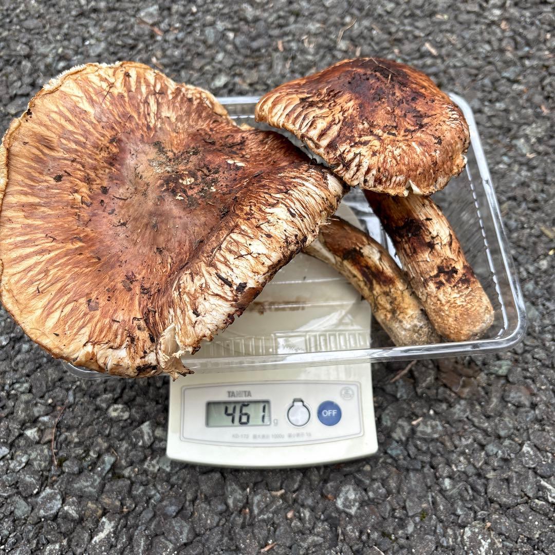 【特大松茸限定1点】岩手雫石町産 天然 大型開き、香り良い松茸 2本 461g
