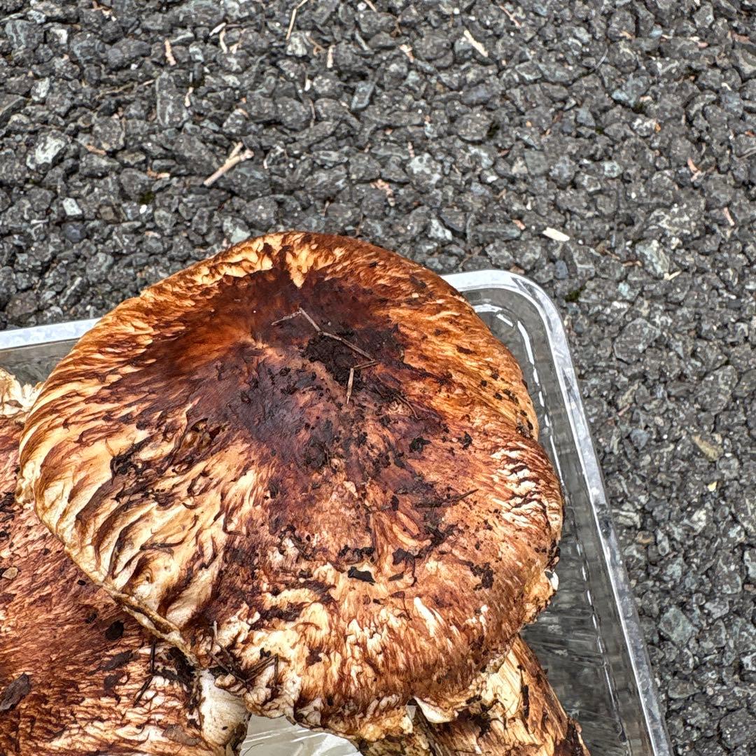 【特大松茸限定1点】岩手雫石町産 天然 大型開き、香り良い松茸 2本 461g