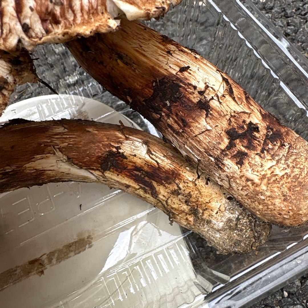 【特大松茸限定1点】岩手雫石町産 天然 大型開き、香り良い松茸 2本 461g