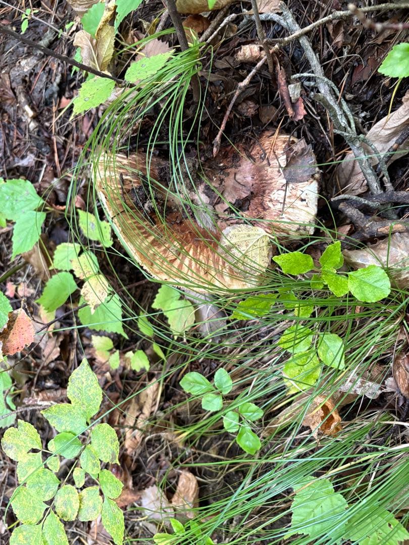 【特大松茸限定1点】岩手雫石町産 天然 大型開き、香り良い松茸 2本 461g