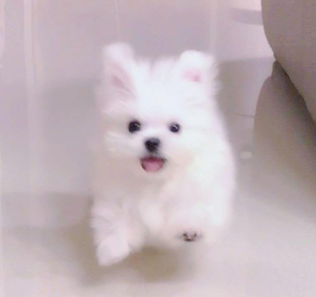 あんさんぶるスターズ あんスタ コレ缶 乱凪砂