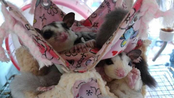 モモンガハウス(花柄ver.2)夏仕様  涼しい夏生地を使用❗️1500円