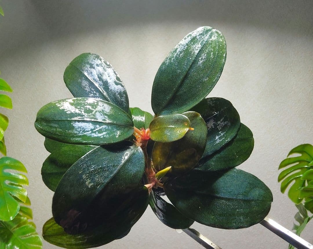 Bucephalandra sp. Black Pearl希少種★美株大株