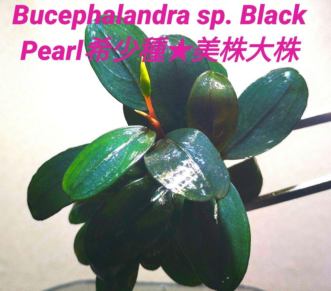 Bucephalandra sp. Black Pearl希少種★美株大株