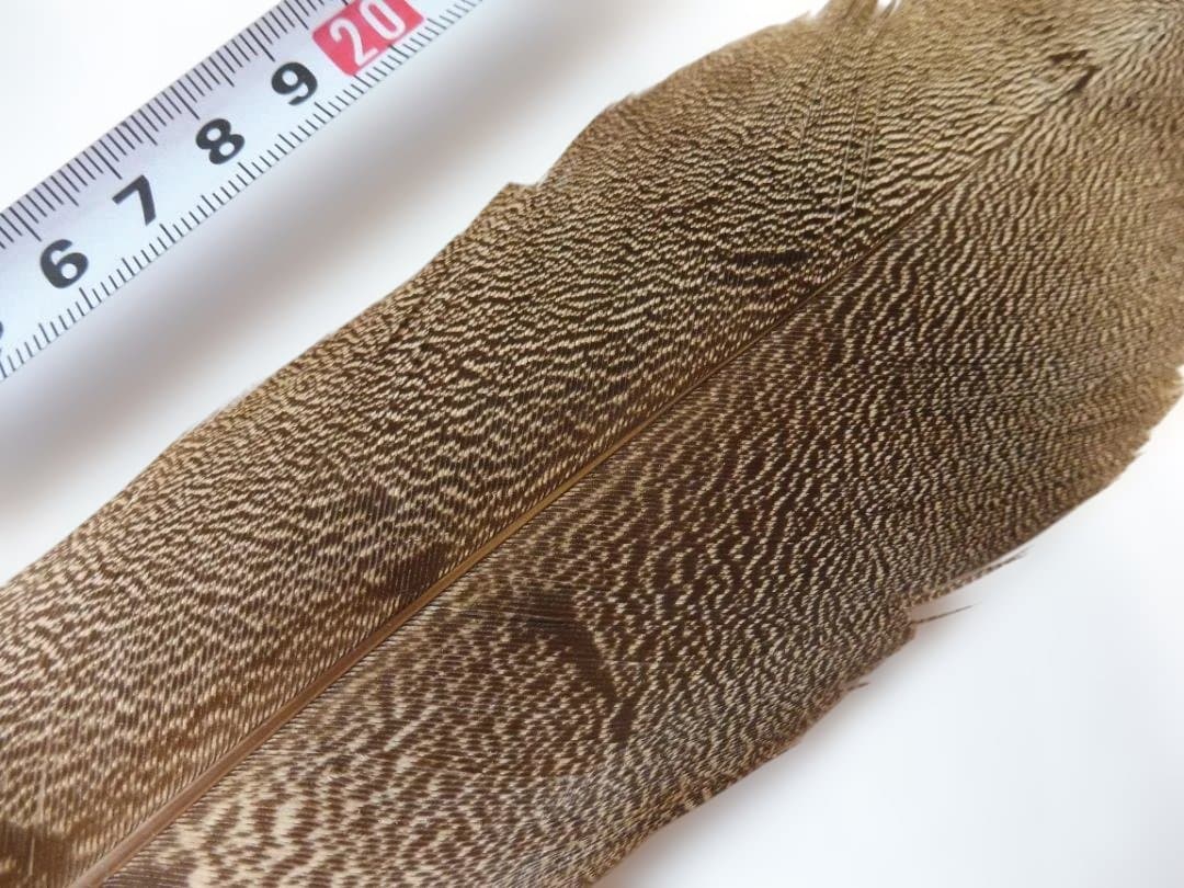 スペックルドバスタード SPECKLED (KORI)BUSTARD