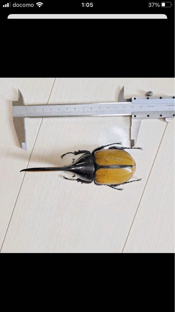 ヘラクレス・エクアトリアヌス♂標本