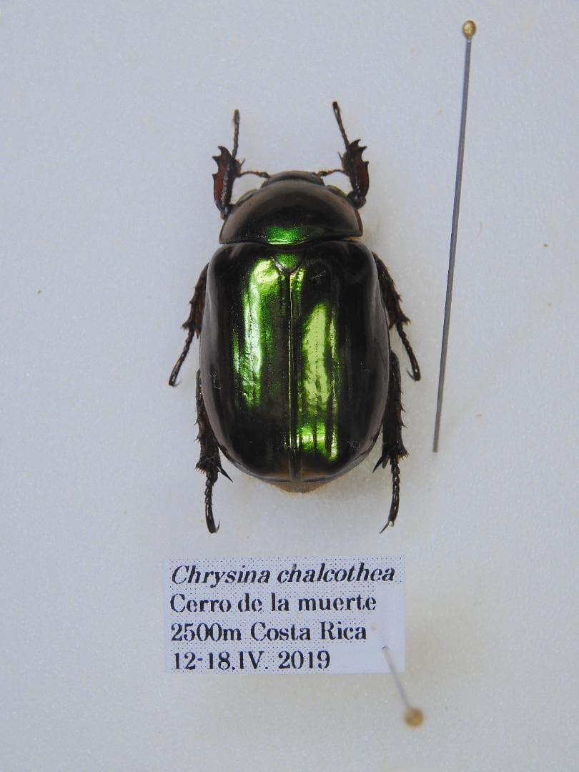 コスタリカ産　チャコールキンイロコガネ　24mm