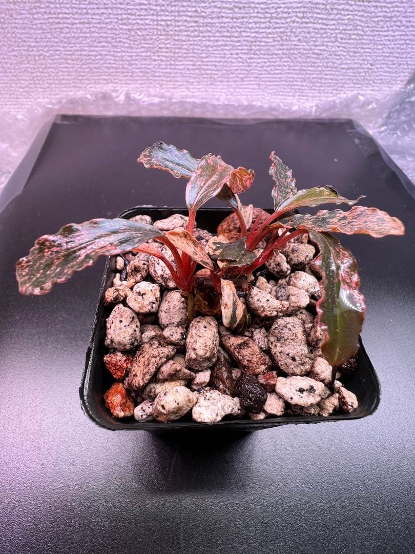 水草 Bucephalandra sp. Variegata Pink