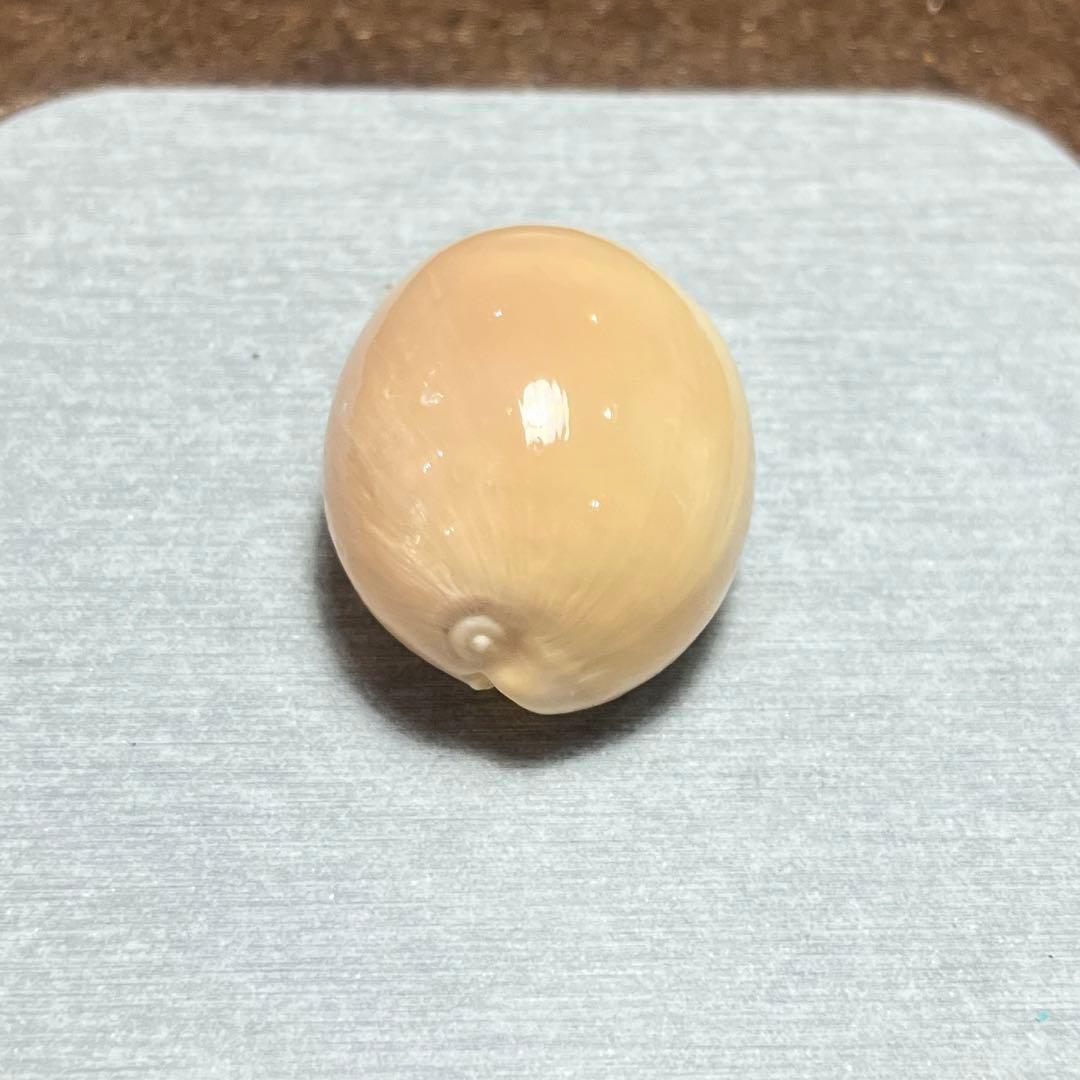 す*か様 激レア　高額　美品　東シナ海　クロハラダカラ