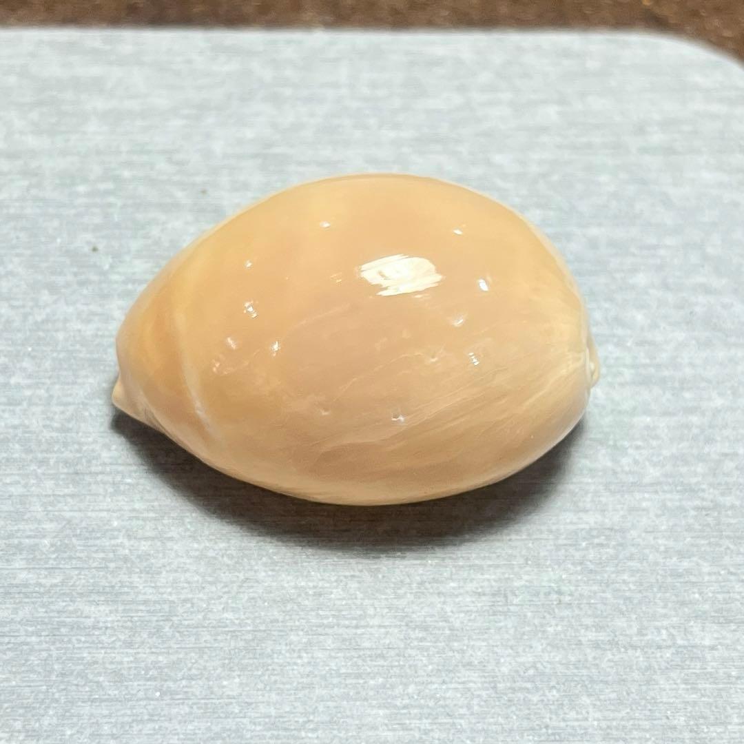 す*か様 激レア　高額　美品　東シナ海　クロハラダカラ