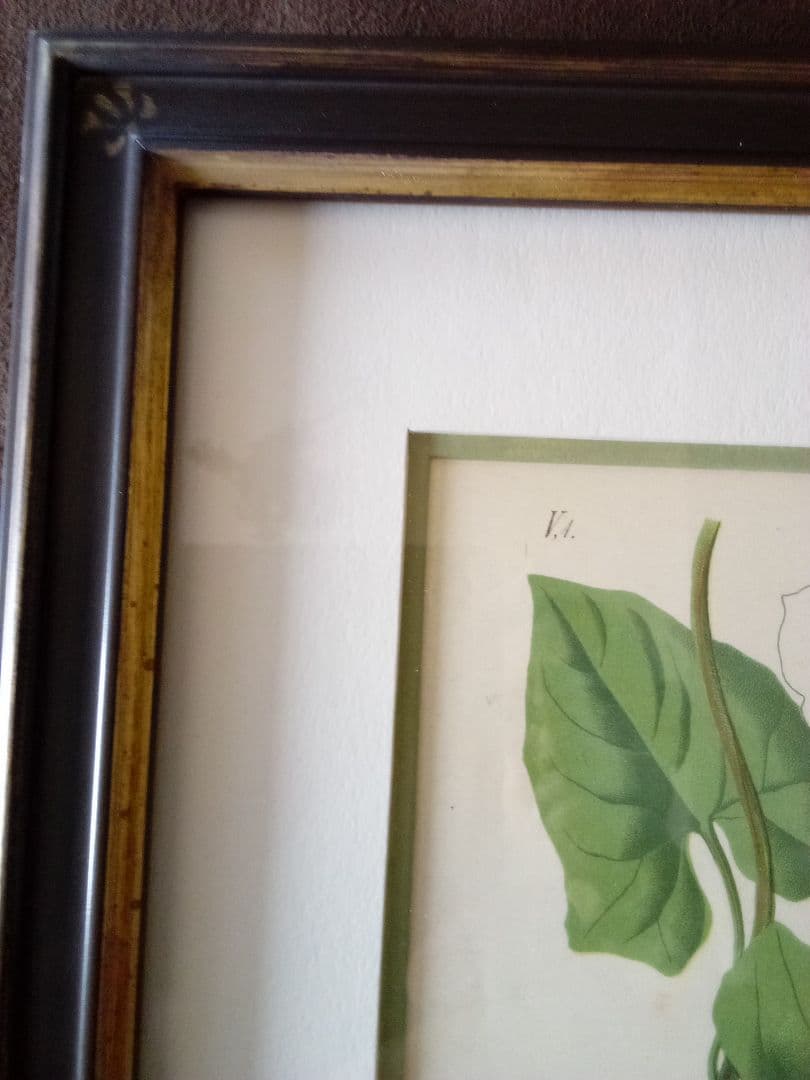 ドイツ ボタニカル画 石版画 (クロモリトグラフ) の額装品