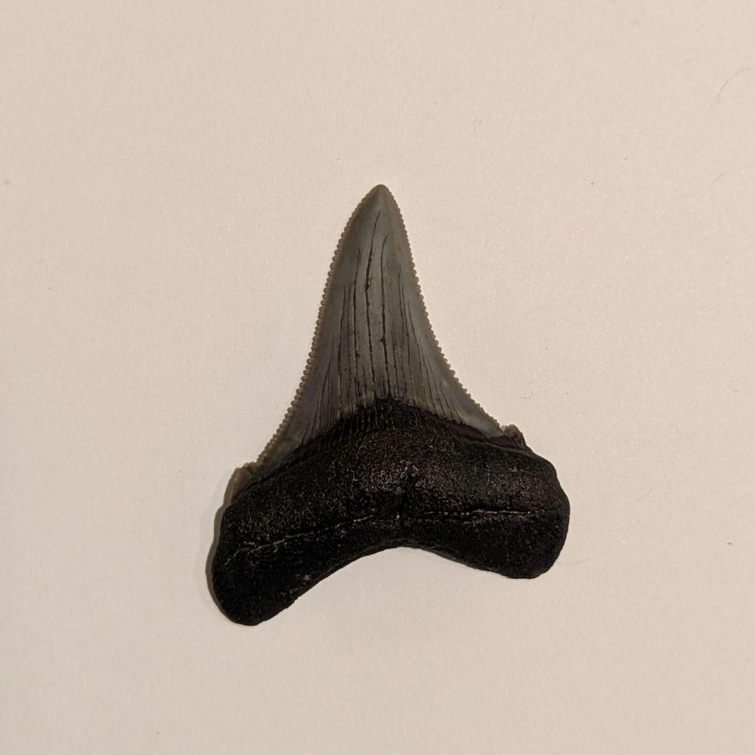 とても美しいなオトドゥス アングスティデンスの歯の化石 OT1201