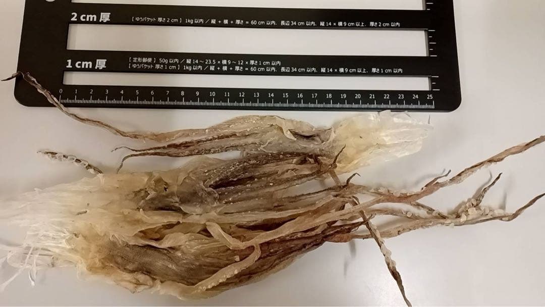 『復活！』前浜するめ足【2kg】