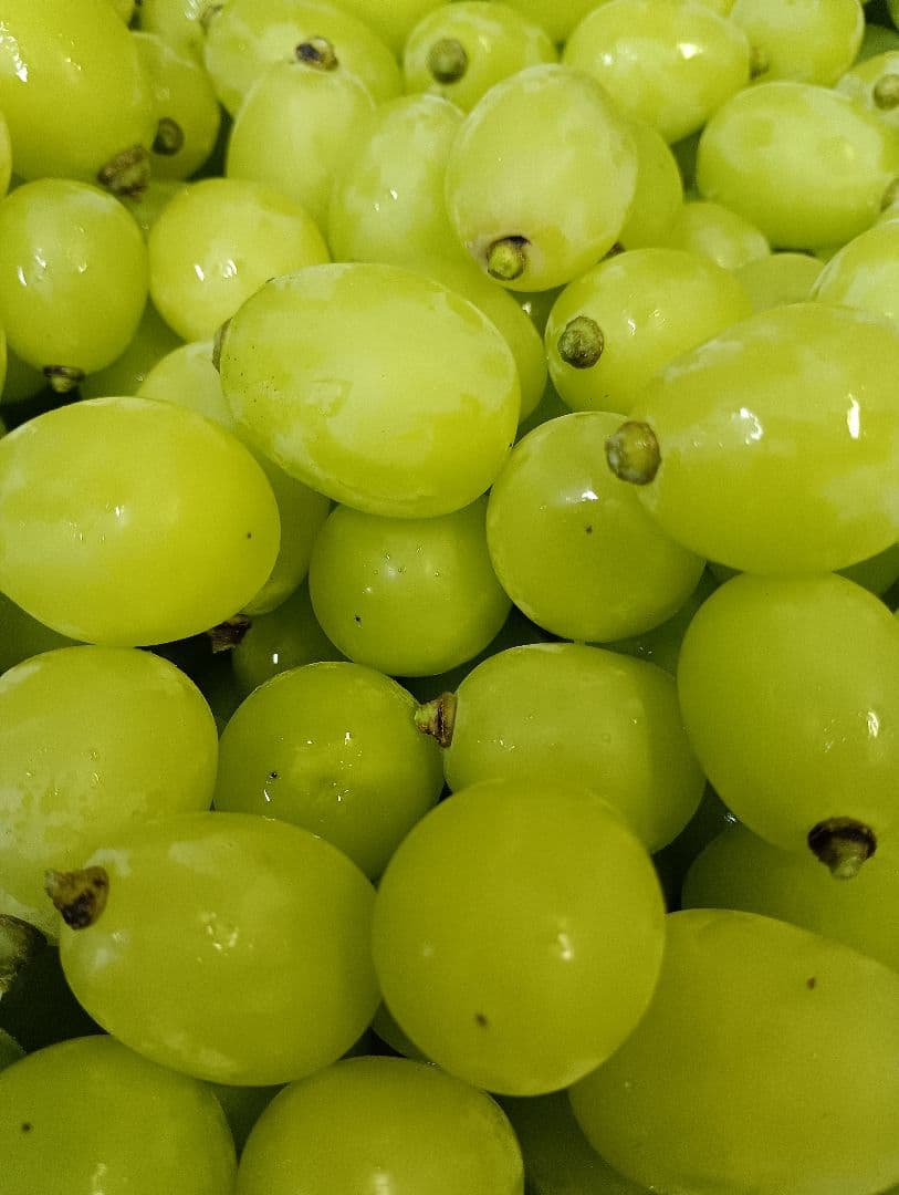 シヤインマスカット家庭用粒訳あり３キロ入りになります。