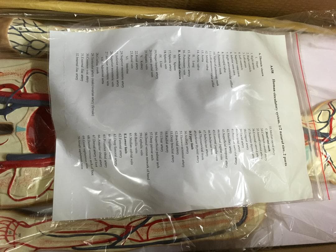 人体模型 全身血管モデル 1/2