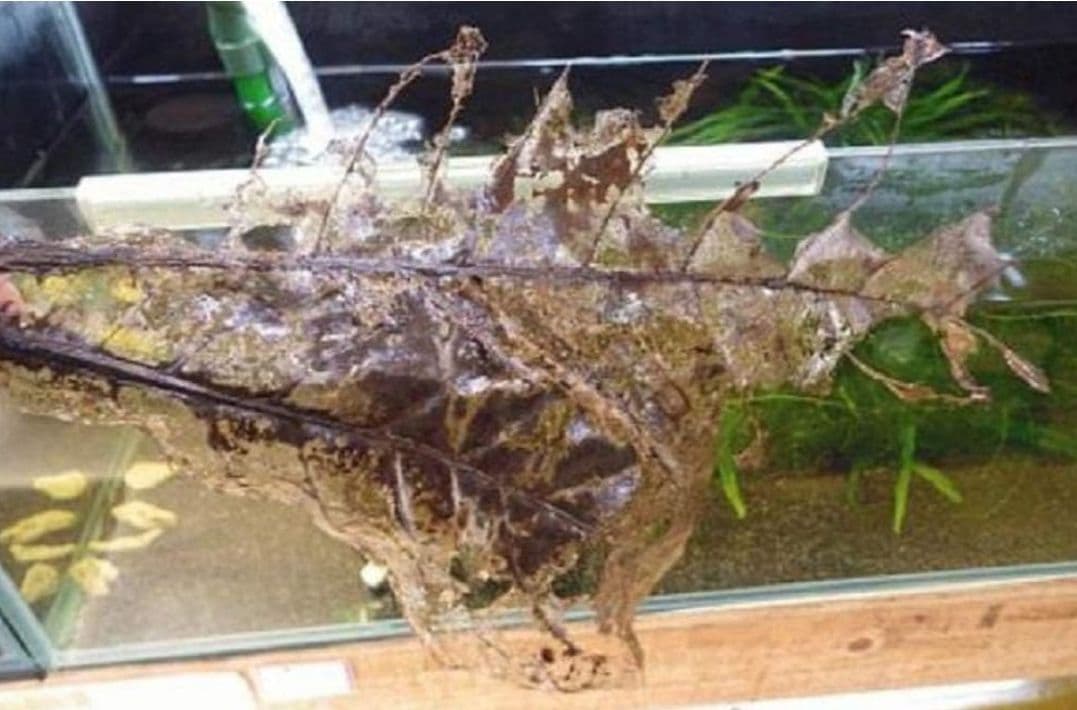 大小様々　無農薬マジックリーフ　天然ももたまな葉　　1200枚