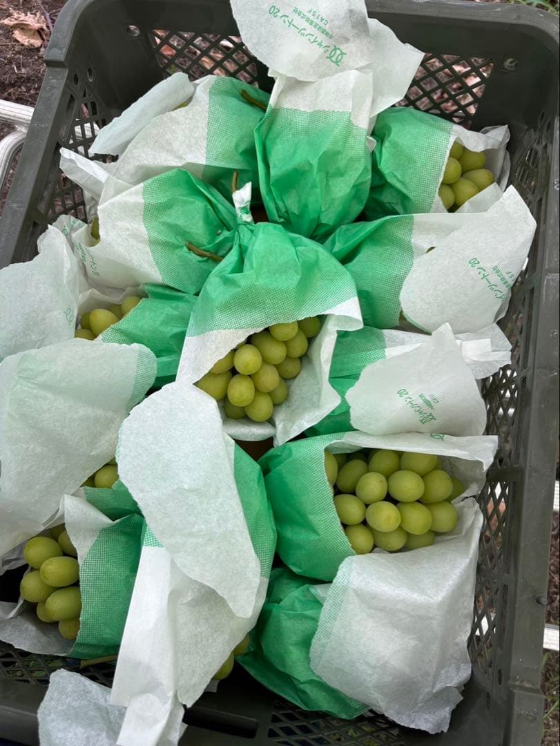 おまめさん専用⭐︎8房