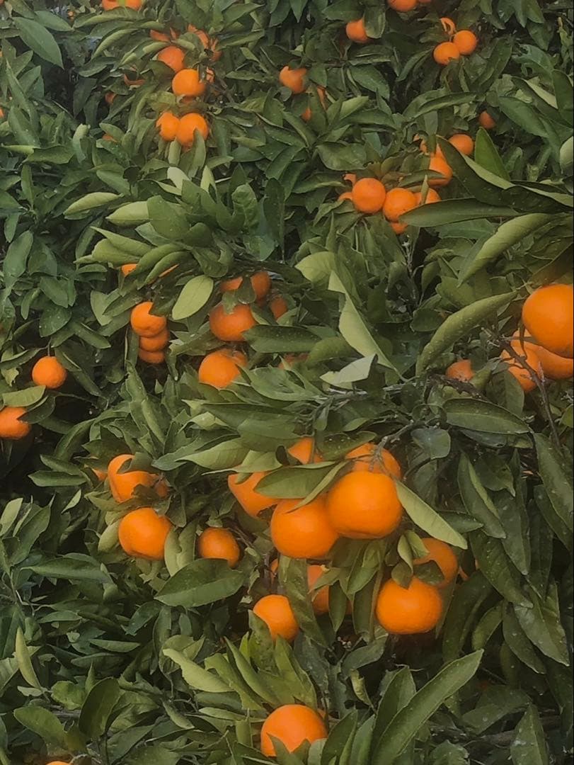 ははちゃん様海南市下津町産 宮川早生みかん 2S、3S混合　4.5キロ×10箱