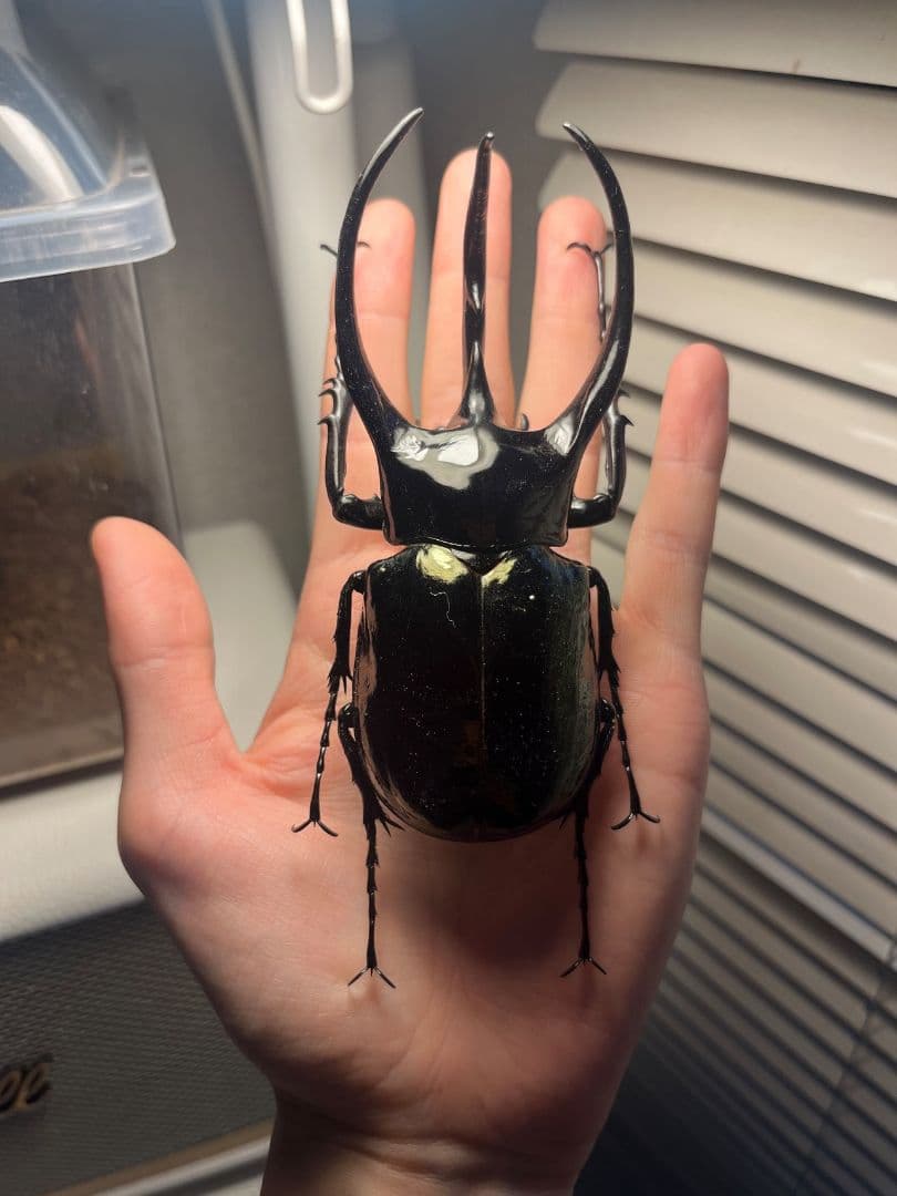 【111mm】コーカサスオオカブト Chalcosoma　カブトムシ標本