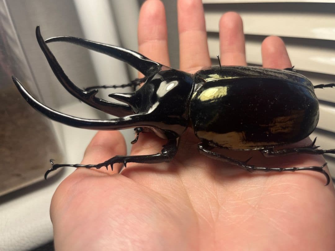 【111mm】コーカサスオオカブト Chalcosoma　カブトムシ標本