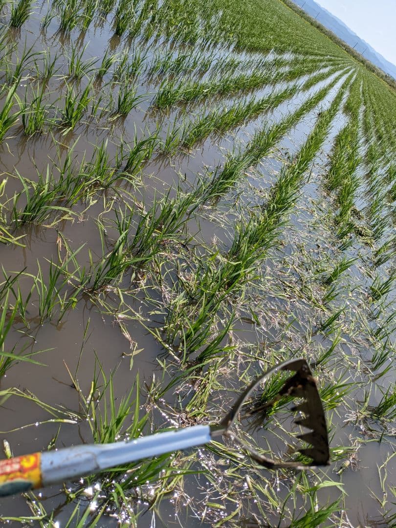 ササニシキ 玄米20kg令和7年産 農薬不使用化学肥料不使用