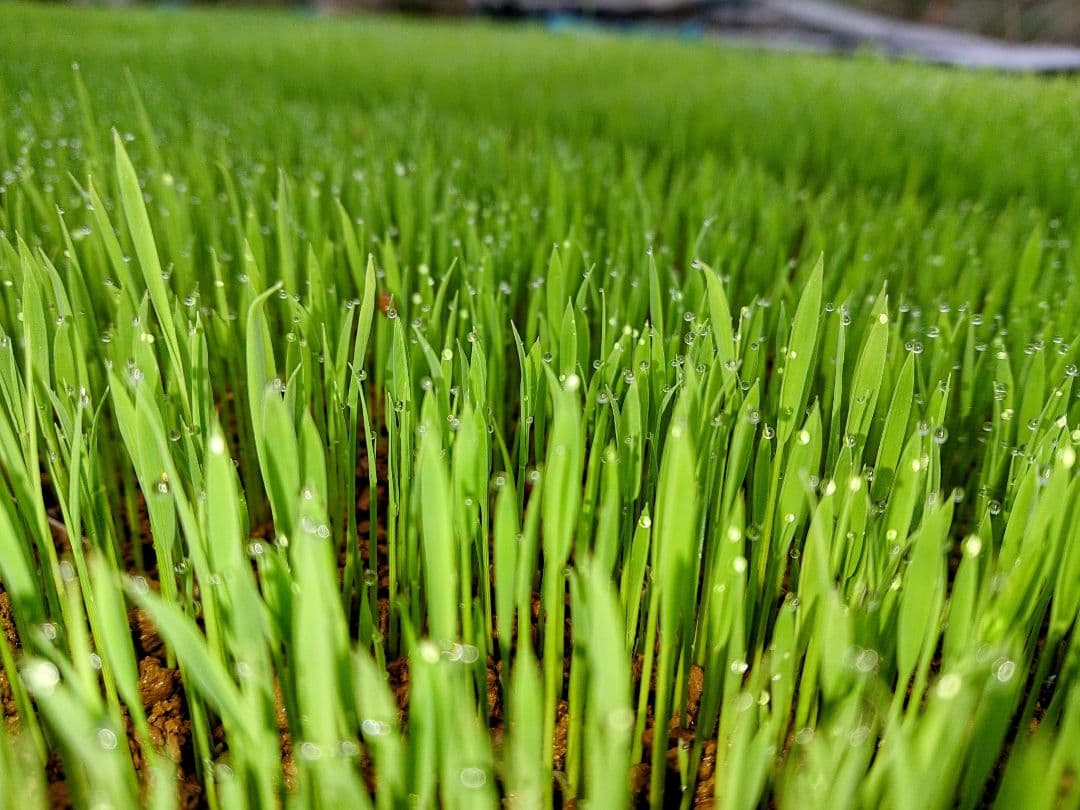 ササニシキ 玄米20kg令和7年産 農薬不使用化学肥料不使用