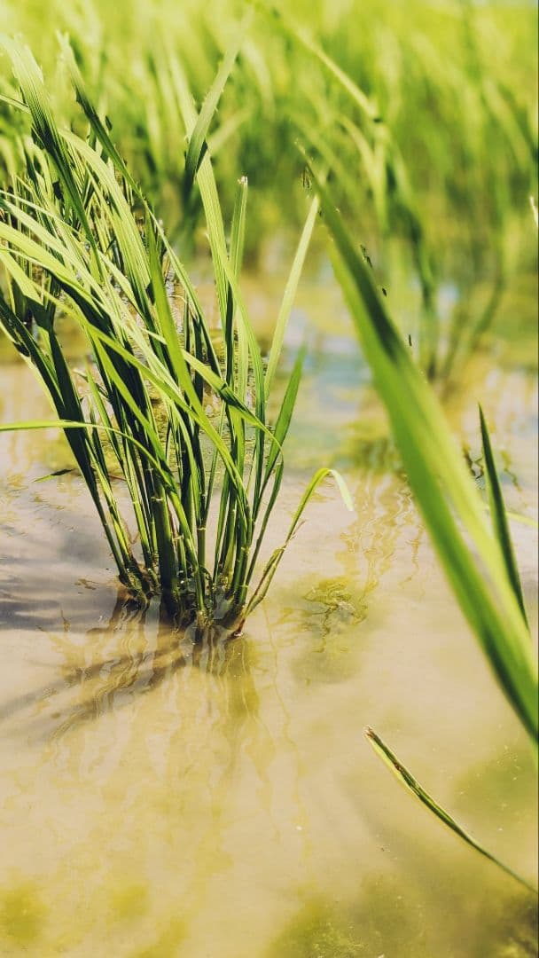 ササニシキ 玄米20kg令和7年産 農薬不使用化学肥料不使用