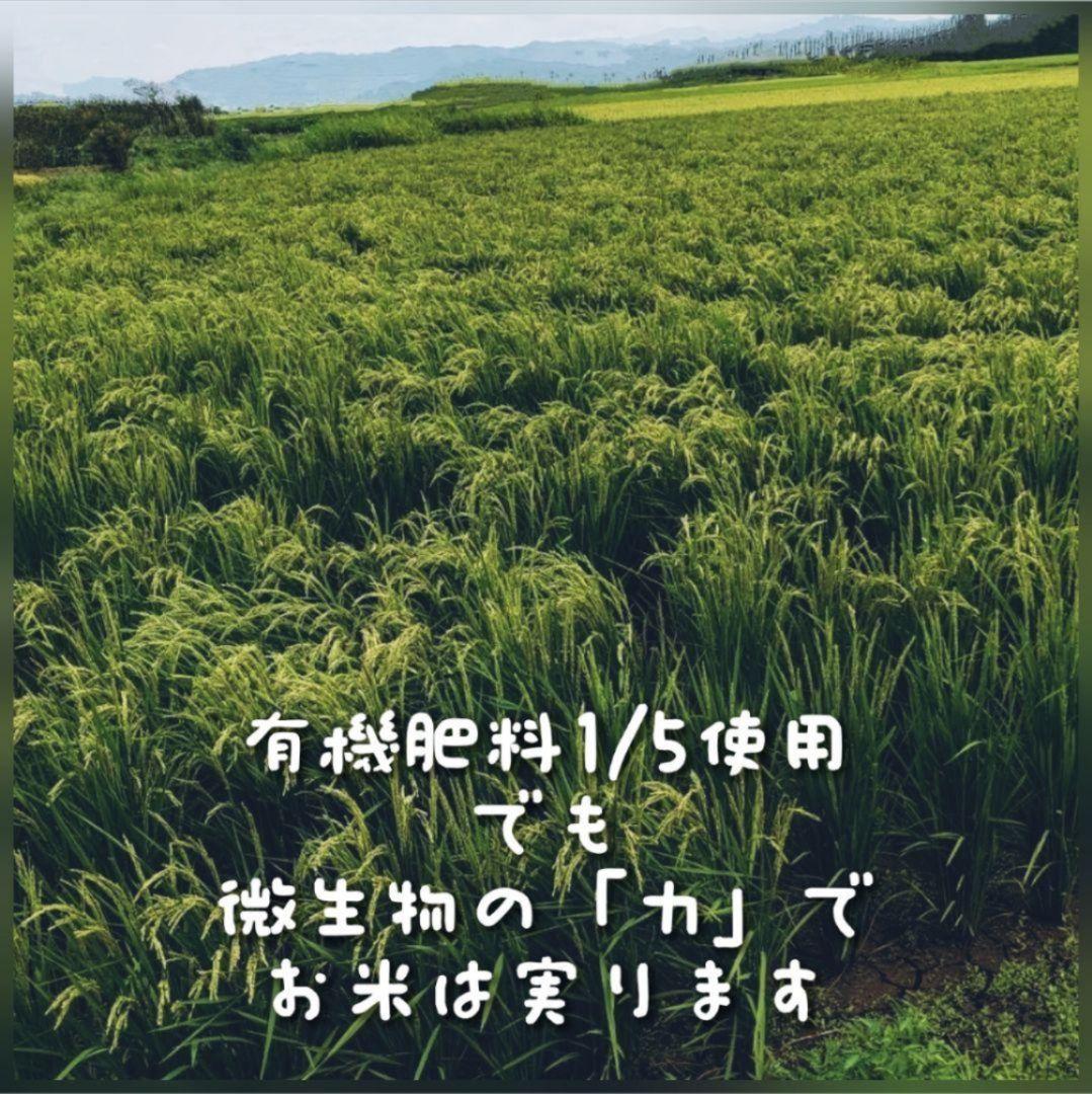 ササニシキ 玄米20kg令和7年産 農薬不使用化学肥料不使用