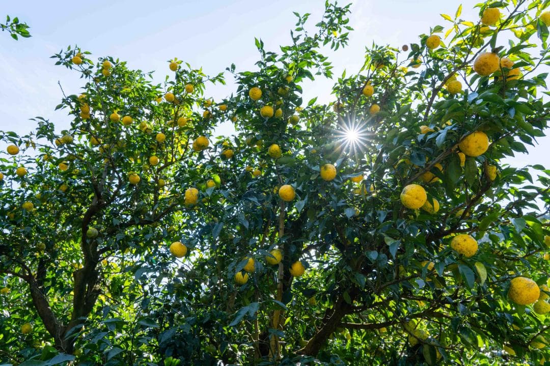 ②kenynares高知県産本柚子約20kg（40/60）