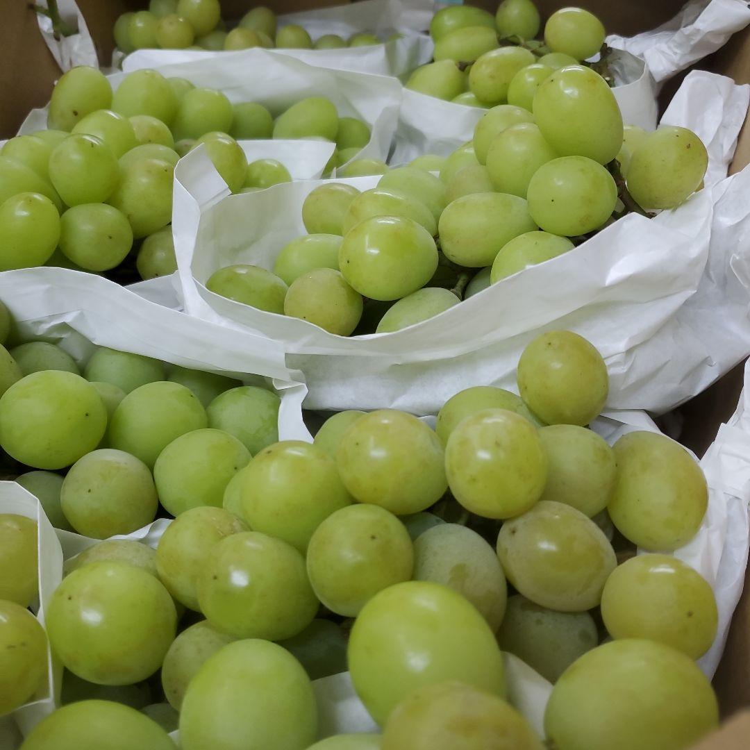 5️⃣ 山梨県産 シャインマスカット１０房 箱込み 5.3キロ