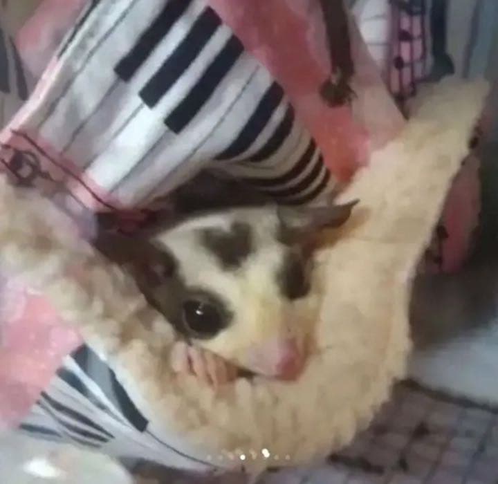 モモンガハウス（猫柄・ピンク）ボアピンク       ポーチ  2000円