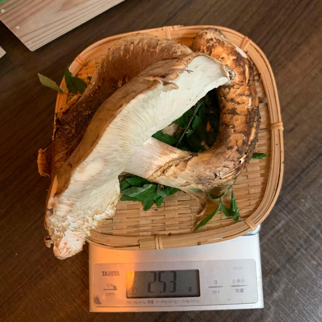 ④【岩手県産天然松茸】253gラスト最終収穫最終　国産　特大開き　香り良し