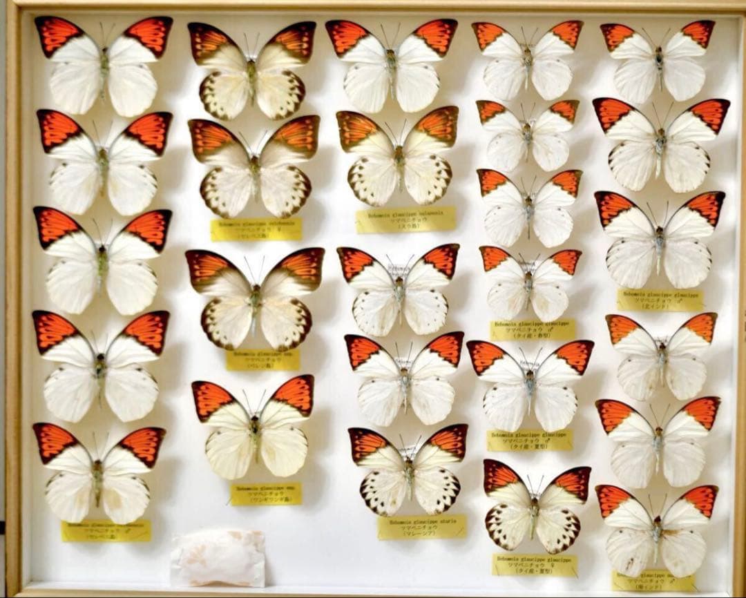 蝶標本 ツマベニチョウ 世界産地別コレクション 研究用 大型ドイツ箱 外国