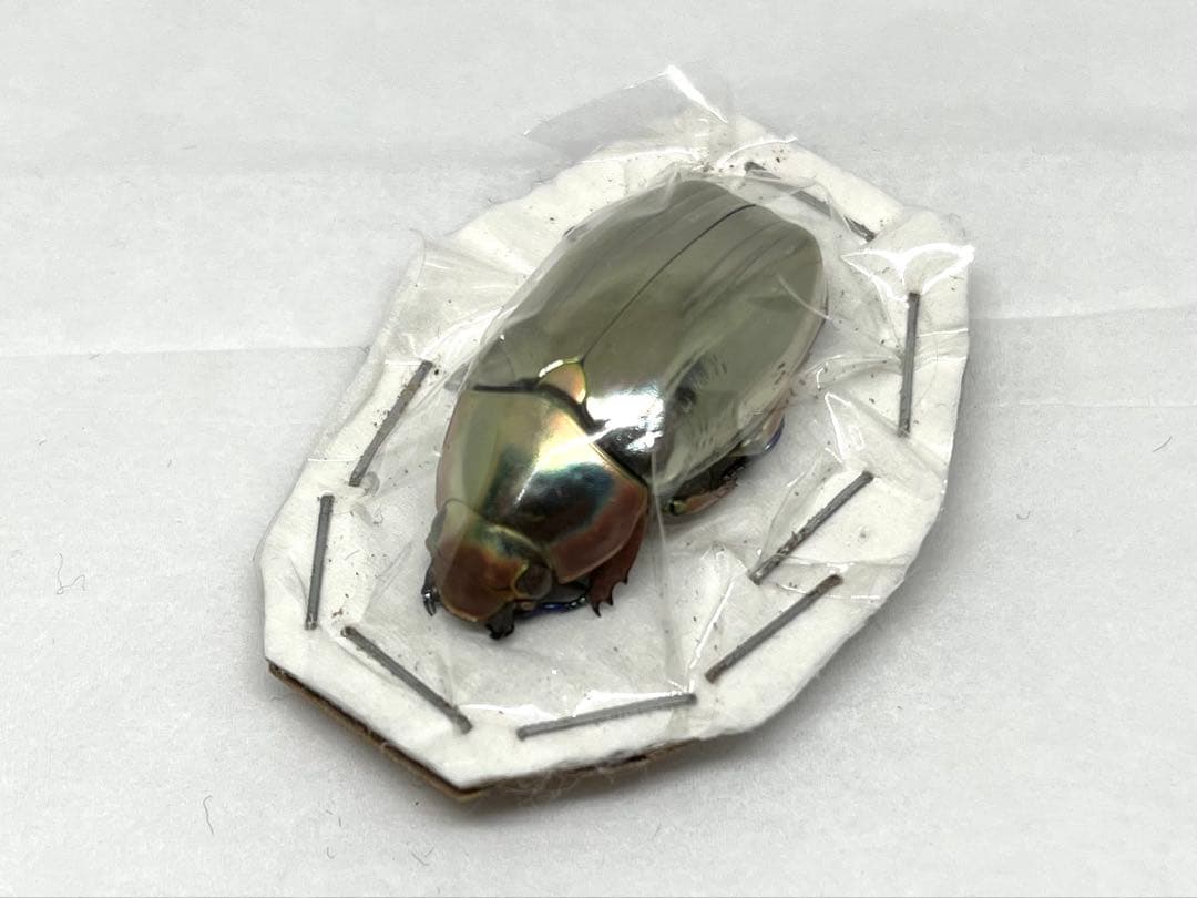 Chrysina chrysargyrea 標本 クリサルギレアプラチナコガネ