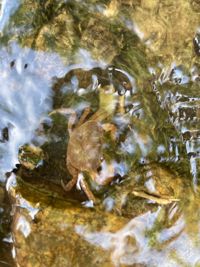 魚沼産コシヒカリ 30kg