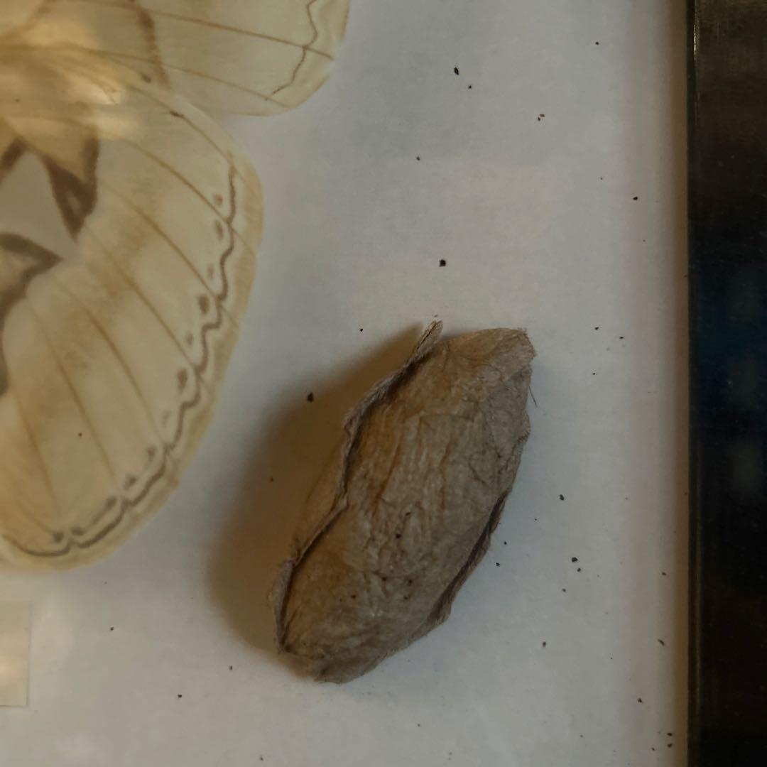 世界最大の蝶 標本 ヨナグニサン Attacus atlas 交渉可能