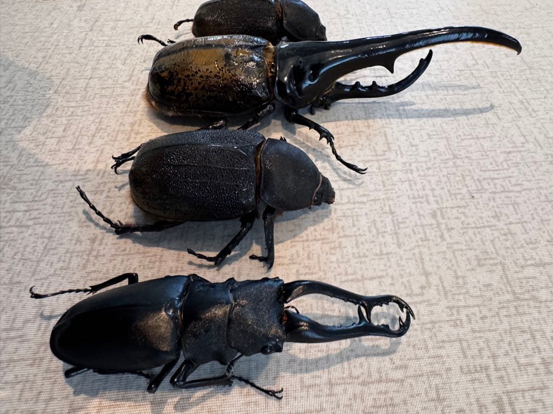 大型　ヘラクレスオオカブト　標本用　乾燥済み　自由研究