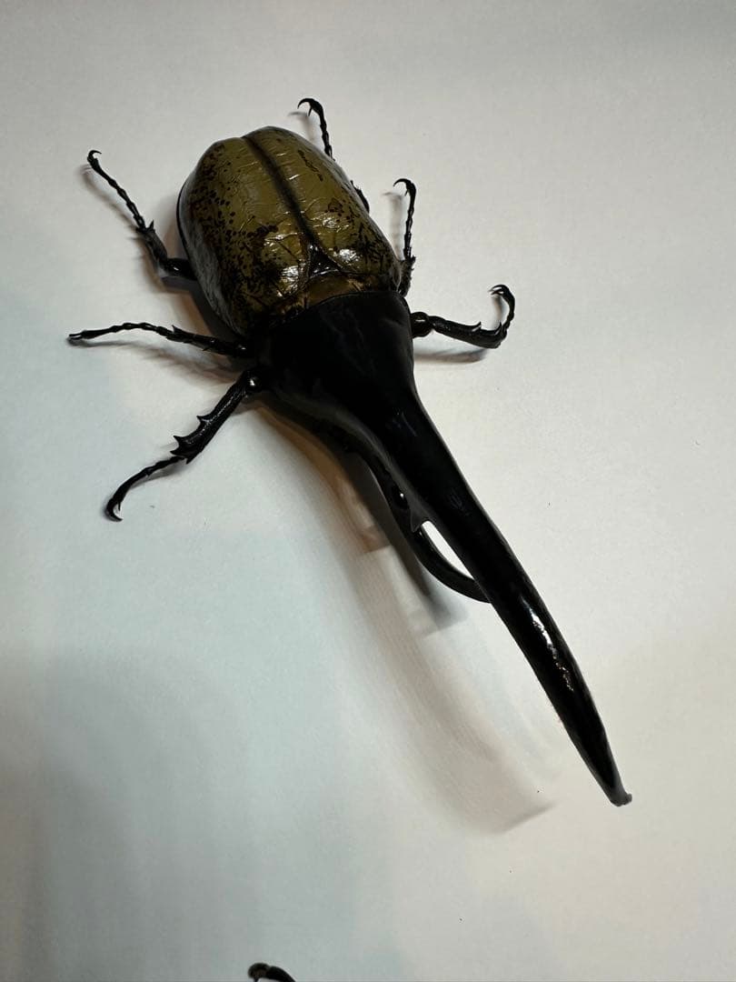 大型　ヘラクレスオオカブト　標本用　乾燥済み　自由研究